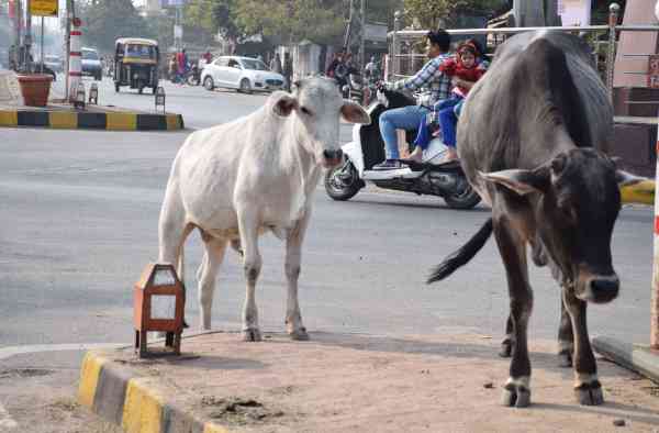 udaipur wheather