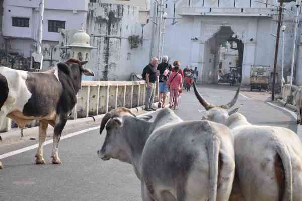 udaipur wheather