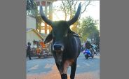 sikar