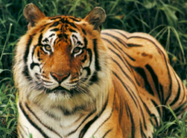 tiger-camped-on-the-hill-activity-captured-in-cameras