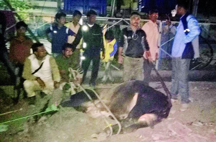 Vagabond cattle, Foreign citizens, Rajasthan government, Municipal corporation, State government, Jaipur corporation, Employees suspended, Municipal administration, Accidents, Arrest, Problem, solutions, Divers, Kota, Kota Patrika, Kota Patrika News, Rajasthan Patrika