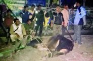 Vagabond cattle, Foreign citizens, Rajasthan government, Municipal corporation, State government, Jaipur corporation, Employees suspended, Municipal administration, Accidents, Arrest, Problem, solutions, Divers, Kota, Kota Patrika, Kota Patrika News, Rajasthan Patrika