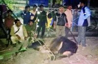 Vagabond cattle, Foreign citizens, Rajasthan government, Municipal corporation, State government, Jaipur corporation, Employees suspended, Municipal administration, Accidents, Arrest, Problem, solutions, Divers, Kota, Kota Patrika, Kota Patrika News, Rajasthan Patrika