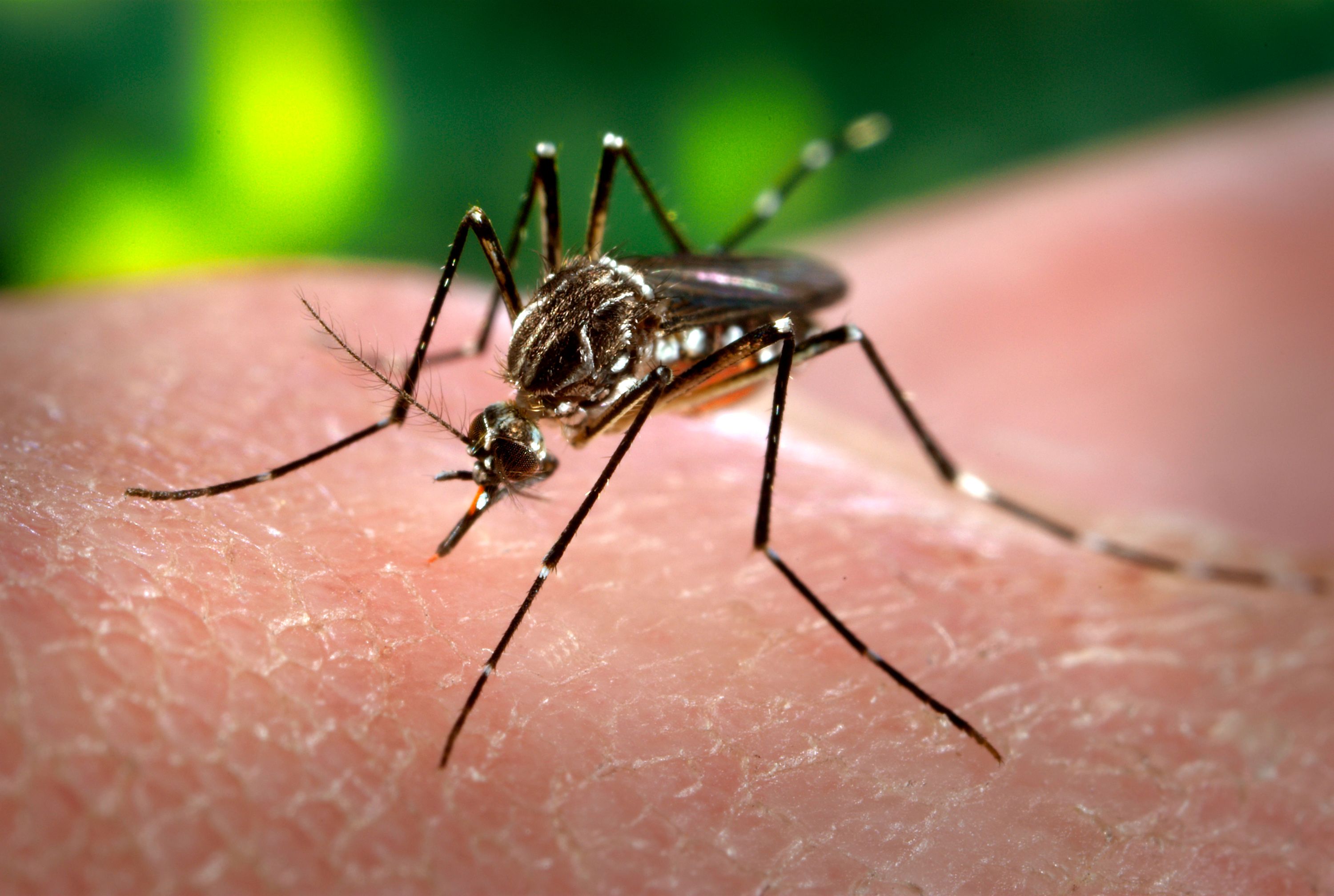 dengue malaria
