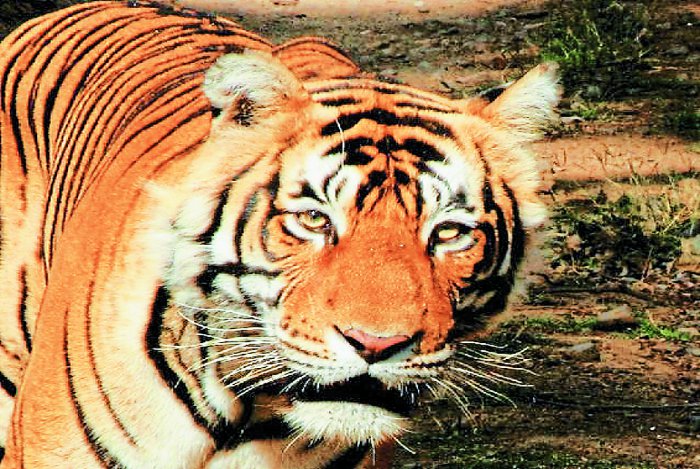 Ranthambore reservoir, Camera, Sawai Madhopur Tiger Reserve, Indarangarh forest, Forest department, Tracking, Talvaas Forest, Kota, Kota Patrika, Kota Patrika News, Rajasthan Patrika