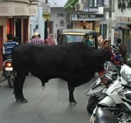 bull attack in udaipur