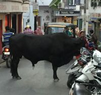 bull attack in udaipur