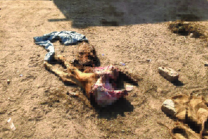 dog killed cow in lalgarh jattan