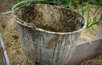 bug found inside in old bucket