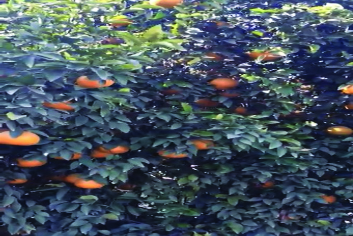 hanumangarh weather news