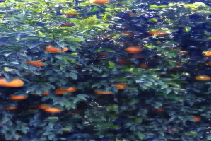 hanumangarh weather news