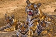 tiger Coming in mukundra