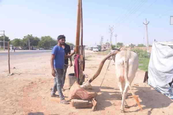oil market in jodhpur