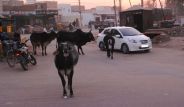 stray cattle