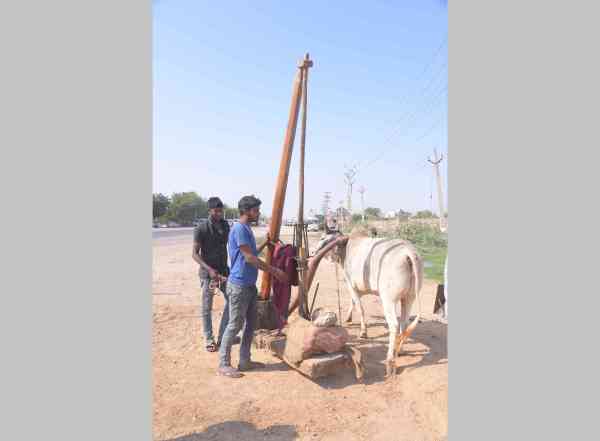 oil market in jodhpur