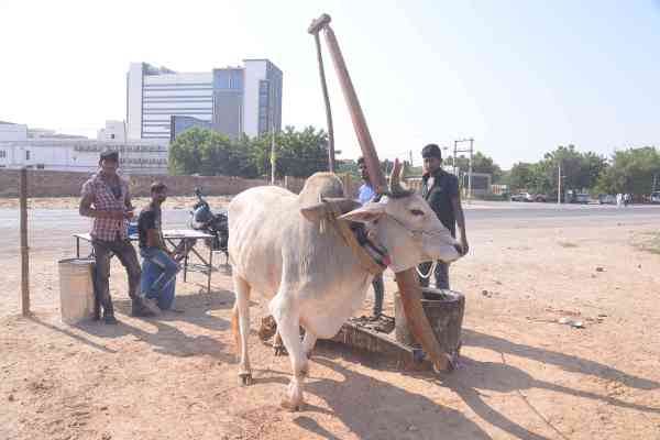 oil market in jodhpur
