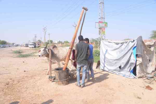 oil market in jodhpur