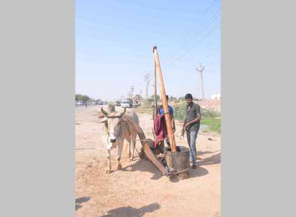 oil market in jodhpur