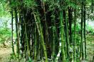 bamboo