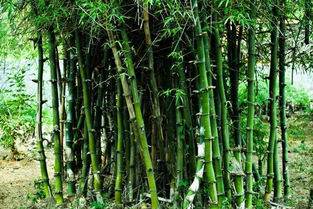 bamboo