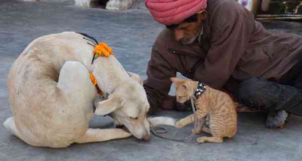 dog-cat love