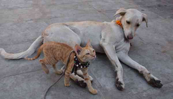 dog-cat love