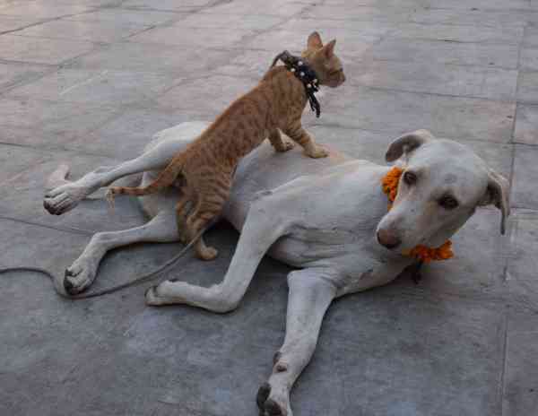 dog-cat love