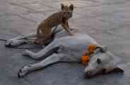 cat-dog love