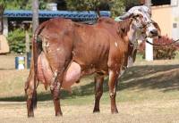 cow who give 50 liters of milk