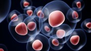 Stem Cells