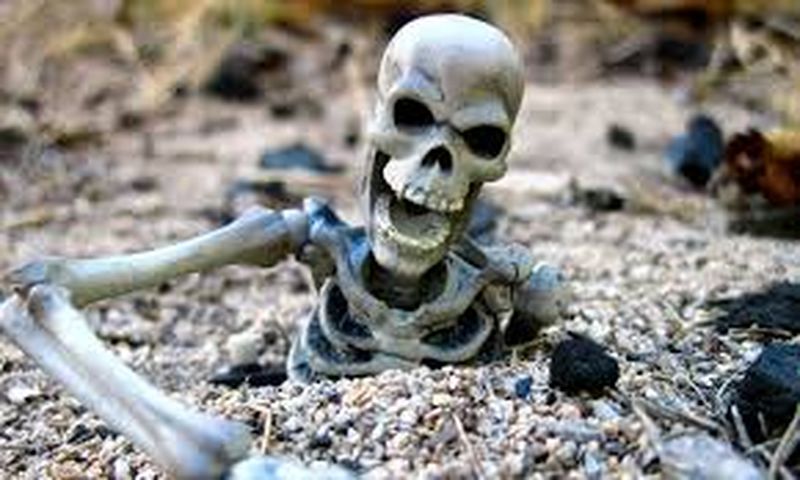 Was hung from the 30-day skeletons on trees in forest in khandwa