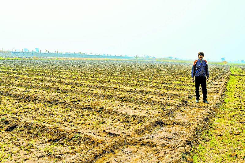 jeera farming in menar udaipur