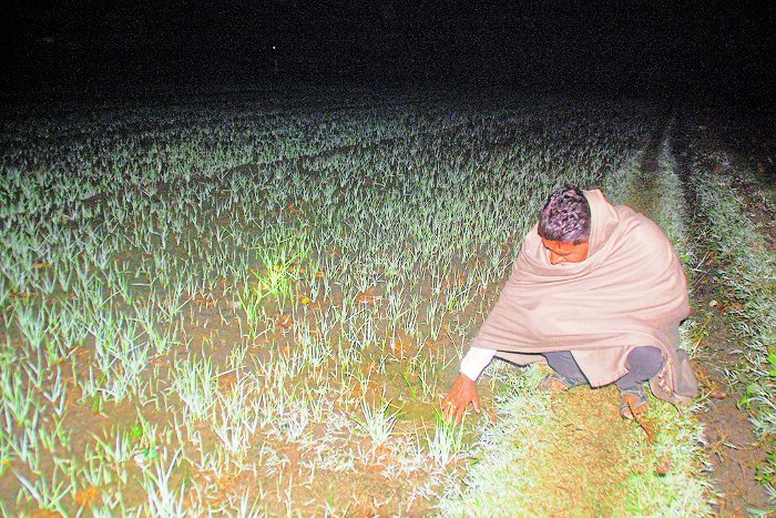 Agricultural News Rajasthan, Indian Farmer, Problems of Indian Farmers, Farmers of Rajasthan, Electricity for irrigation in Rajasthan, Kota Rajasthan Patrika, RPKota, Kota Patrika News