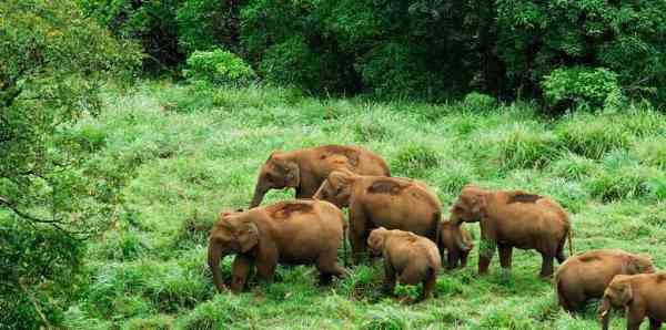 kerela wildlife