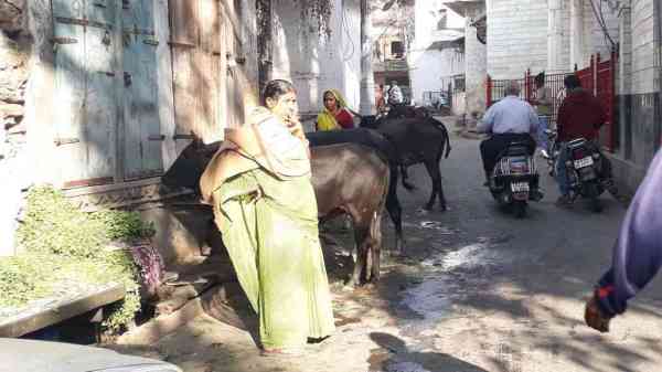 awara maveshi in udaipur