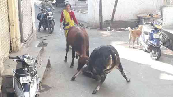 awara maveshi in udaipur