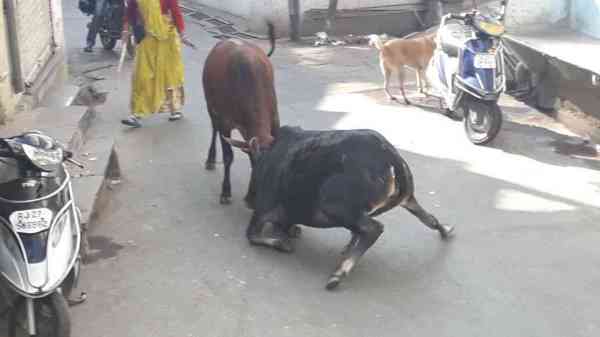 awara maveshi in udaipur