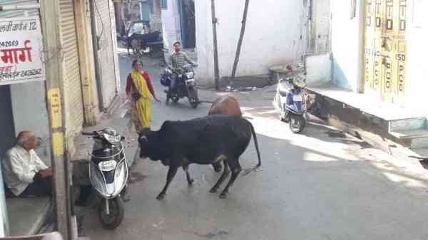 awara maveshi in udaipur