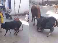 awara maveshi in udaipur