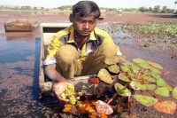 सिंघाड़े की खेती