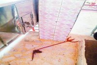 Bijasan Mata Temple, Donbet, theft, Kunshi police station, priest, police case, thieves, cctv camera footage, police investigation, crime, police department, dealer, bank account, online, SBI bank, Kota, Kota Patrika, Kota Patrika News, Rajasthan Patrika