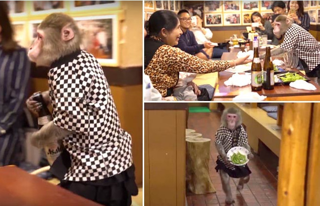 Monkey waiters restaurant
