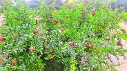 Farmers , horticulture crops