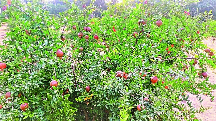 Farmers , horticulture crops