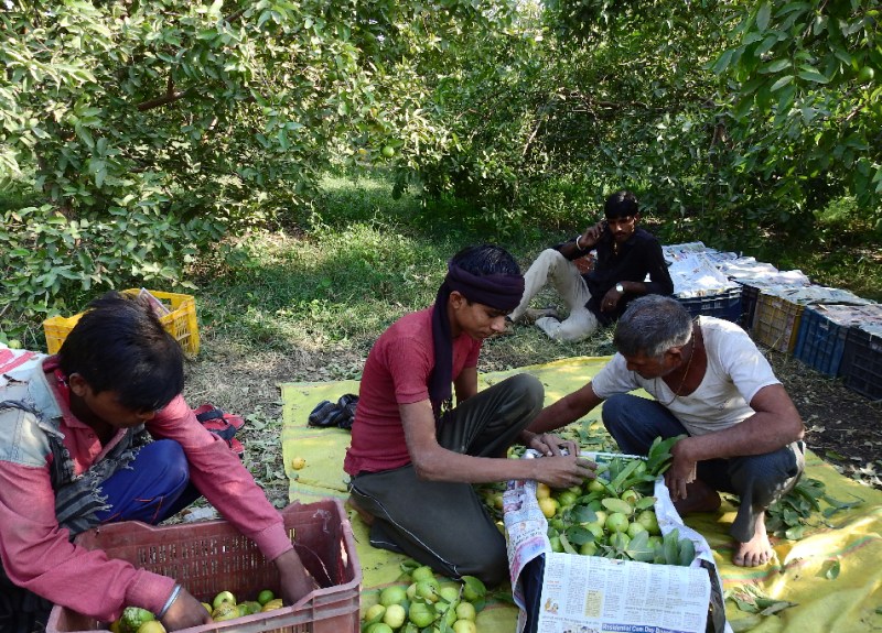 Bundi guava ready to dissolve sweetness