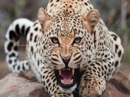 panther attack