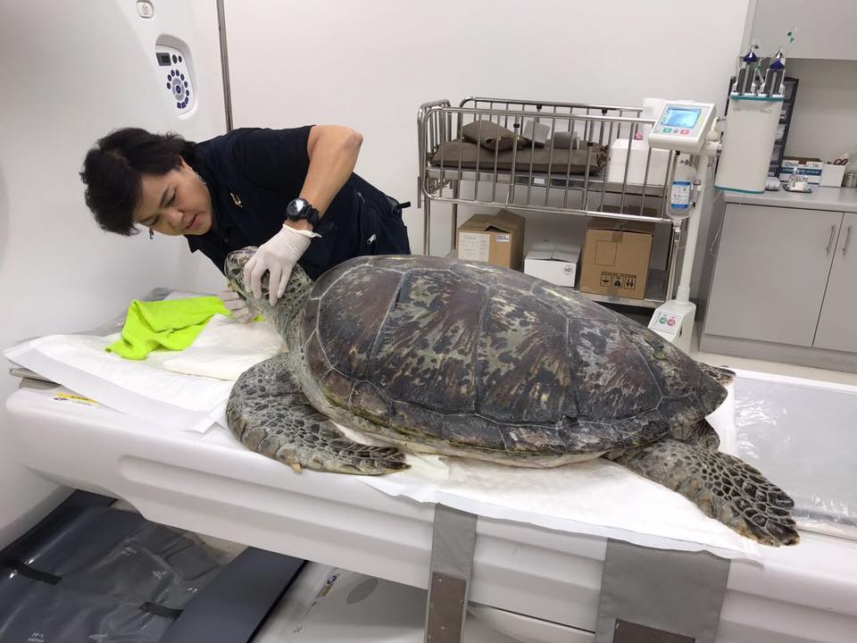 doctors perform CT scan on Thai sea turtle