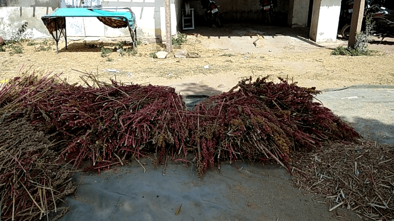 Quinna came to the rescue