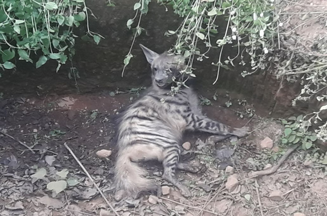 Hyena fell into the dry well