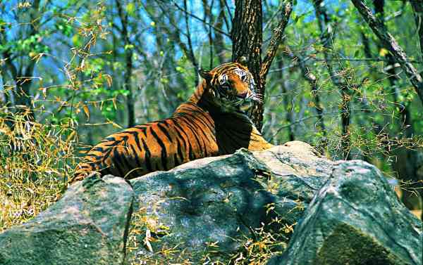periyar wildlife sanctuary tiger